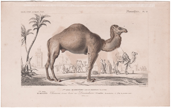 Dromedary Camel